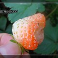23.誰偷吃我的草莓 - 2