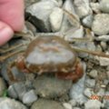 撈到的小螃蟹