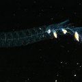 百慕達海底生物-8