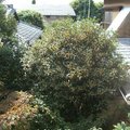 窗外的桂花樹