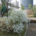 2010年東京櫻花