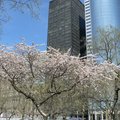 高樓大廈中的櫻花樹02