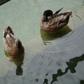 豐樂公園-戲水