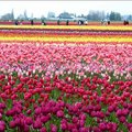 what a beauty tulip it is - 3
