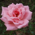 玫瑰-4