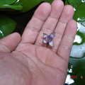 ★ ～紫 睡 蓮 - 2