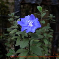 美麗的藍星花