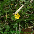 正牌【酢醬草】，是黃色的花，為多年生匍匐性草本，是用種子繁殖。