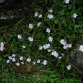 【倒地蜈蚣】，四季均可開花，藍紫色的唇形花，最吸引蝴蝶來訪花吸蜜。