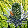 ( 小鎮上 旅客服務中心旁 苗圃裡美麗的花ㄦ~~松果菊Echinacea )

