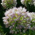 ( 繡球葱 Allium)