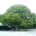 國泰的大樹--日本版--