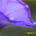 紫幻16