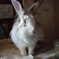 兔兔 - 3
