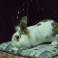 兔兔 - 4