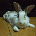兔兔 - 1