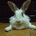 兔兔 - 5