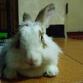 兔兔 - 1