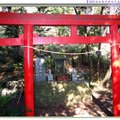 伊豆半島河津櫻/伊西-黃金崎之黃金神社(078)