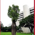 台中科博館-昆士蘭瓶幹樹(023)