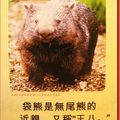布里斯本-龍柏百年無尾熊公園之袋熊DM(049)