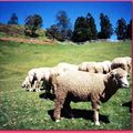 清境農場-綿羊(061)