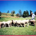 清境農場-綿羊(062)