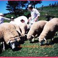 清境農場-綿羊(063)