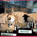 布里斯本-不知名農場之綿羊(064)