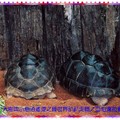綠世界-亞伯達拉象龜