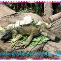 綠世界-綠鬣蜥