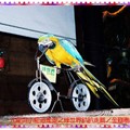 綠世界-金剛鸚鵡
