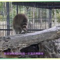 兆豐農場/花蓮-黃化浣熊(197)