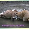 兆豐農場/花蓮-黃化浣熊(200)