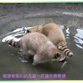 兆豐農場/花蓮-黃化浣熊(201)