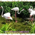 木柵動物園-大紅鶴&智利紅鶴(002)