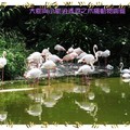 木柵動物園-大紅鶴&智利紅鶴(003)
