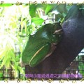 木柵動物園-轡背樹蛙(005)