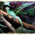 木柵動物園-雙脊冠蜥(006)