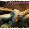 木柵動物園-草原巨蜥(008)