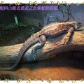 木柵動物園-古巴鬣蜥(010)