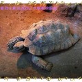 木柵動物園-蘇卡達象龜(011)
