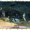 木柵動物園-黑腳企鵝(012)