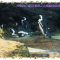 木柵動物園-黑腳企鵝(013)
