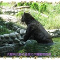 木柵動物園-棕熊(014)