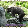 木柵動物園-棕熊(015)