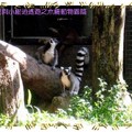木柵動物園-環尾狐猴(018)