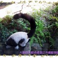 木柵動物園-白頸狐猴(019)