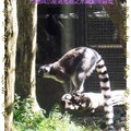 木柵動物園-環尾狐猴(020)