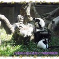 木柵動物園-白頸狐猴(021)